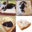 Cat Bed Cat Bed Soft Plush Pet Mats Cushion *Local Buy* Carousel 11