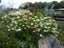 Orlaya "White Lace" seed ~ Borders, Containers, Cut + Dried Flowers *HEIRLOOM* Carousel 2