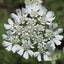 Orlaya "White Lace" seed ~ Borders, Containers, Cut + Dried Flowers *HEIRLOOM* Carousel 3