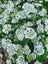 Orlaya "White Lace" seed ~ Borders, Containers, Cut + Dried Flowers *HEIRLOOM* Carousel 4