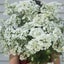 Orlaya "White Lace" seed ~ Borders, Containers, Cut + Dried Flowers *HEIRLOOM* Carousel 1