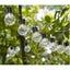Solar Lights Festoon Lights Outdoor lights *Local STOCK NOW* Carousel 12