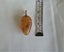 JEWELLERS ESTATE MUSEUM VICTORIAN KAURI AMBER/GUM UNIQUE ACORN SHAPE c1890's. Carousel 5