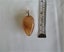 JEWELLERS ESTATE MUSEUM VICTORIAN KAURI AMBER/GUM UNIQUE ACORN SHAPE c1890's. Carousel 6