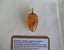 JEWELLERS ESTATE MUSEUM VICTORIAN KAURI AMBER/GUM UNIQUE ACORN SHAPE c1890's. Carousel 3