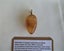 JEWELLERS ESTATE MUSEUM VICTORIAN KAURI AMBER/GUM UNIQUE ACORN SHAPE c1890's. Carousel 4