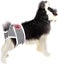 Cotton Sanitary Panty for Female Dogs - Pet Underwear Diaper Jumpsuit Carousel 1