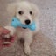 2 Pack| Puppy Teething Toys Cute Dog Chew Toys Dogs Soft Rubber Toys Set Carousel 8