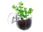 6Pcs Aquarium Red Worm Fish Feeder Acrylic Aquatic Plant Cups with Suction Cups Carousel 3