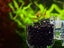 6Pcs Aquarium Red Worm Fish Feeder Acrylic Aquatic Plant Cups with Suction Cups Carousel 4