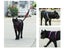 Pet Supplies Dog Harness NZ Clearance Carousel 5