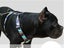 Pet Supplies Dog Harness NZ Clearance Carousel 8
