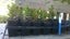 Buxus Green Gem Carousel 3