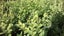 Buxus Green Gem Carousel 1