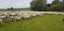 Wiltshire ewe lambs & ewes Carousel 4