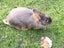 Tan Rabbits Carousel 2