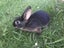 Tan Rabbits Carousel 3