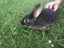 Tan Rabbits Carousel 4