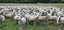 Wiltshire ewe lambs & ewes Carousel 14