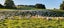 Wiltshire ewe lambs & ewes Carousel 13