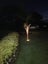 BULLRUSH / RAUPO PLANT aka ALF .. 1.6metres tall Carousel 6
