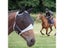 Horse Fly Mask Comfortable Breathable Horse Mask With Ear Anti Mosquito Horse Carousel 6