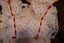 Blossom Babies McCalls Dolls Carousel 3