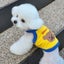 Bear Vest Pet Dog Clothes Fashion Cotton Clothing Dogs Super Small Carousel 7