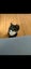 Lost cat - Torbay Carousel 3