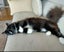 Lost cat - Torbay Carousel 4