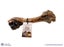 Venison Bone Carousel 1