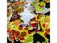 1bag/LOT.owl Frog Lion Dinosaur Giraffe Squirrel Rhinoceros Bee Foam Stickers Carousel 7