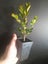 Buxus Green Gem Carousel 2