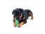 Dog Toys Interactive Rubber Pet Toys Chew Bite Cleaning Dog Tooth Brush For Carousel 4