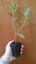 Corokia Geenty's Giant Carousel 2