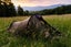 Terra Nova Starlite 1 Tent Carousel 2