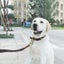 Genuine Leather Dog Collar 020 | TOUCHANDCATCH NZ Carousel 3