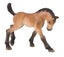 Bullyland Trakehner Foal Carousel 1