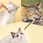 Cat Chew Sticks Carousel 8
