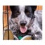 Cushion Mat Beige For Wire Dog Cage Carousel 4