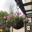 Cast Iron Hanging Basket wiith Coco Liner Carousel 4