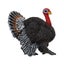 Loading Image 1 of 1
