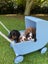 Pedigree Cavalier King Charles Spaniels Carousel 2