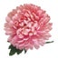 Artificial Flowers - Single Stem Chrysanthemum in Pink 56cmH Carousel 2