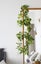 2m White Wisteria Flowering Vine Hanging Garland Battery String Fairy Lights ... Carousel 6