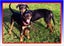Max - Huntaway X - BOI Animal Rescue Trust Carousel 3