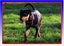 Max - Huntaway X - BOI Animal Rescue Trust Carousel 4