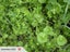 MINER'S LETTUCE - 20 SEEDS Carousel 1