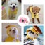 Puppy Dog Teddy Cat Plus Velvet Hooded Sweater Pet Clothes Cats Pet Carousel 4