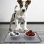 Stainless Steel Non-toxic Pet Water Food Double Bowl with Silicone Mat Carousel 3